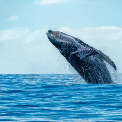 Whale watching- seasonal